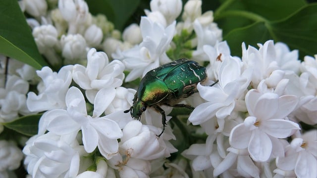 Free download rose beetle lilac white flowers free picture to be edited with GIMP free online image editor