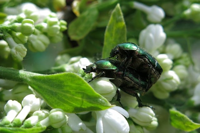 Free download rose beetle pairing lilac beetle free picture to be edited with GIMP free online image editor