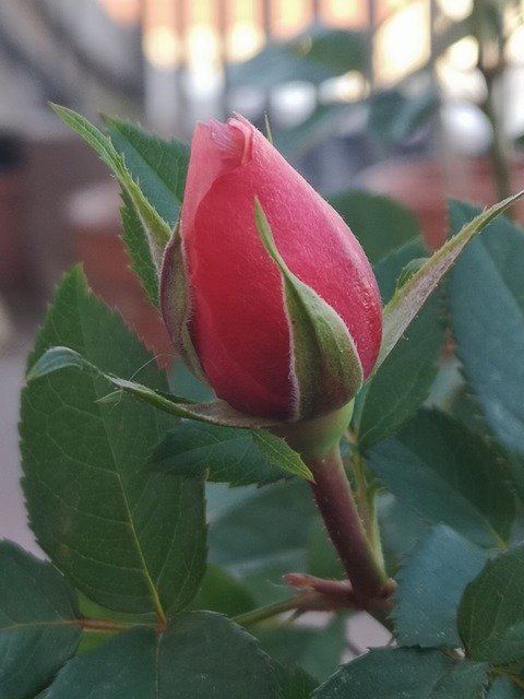 Free download Rose Bud Country House -  free photo or picture to be edited with GIMP online image editor