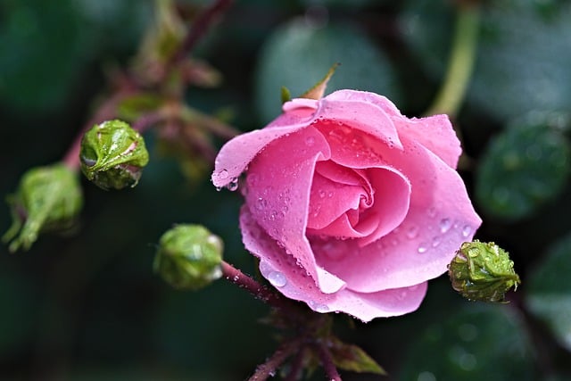 Free download rose bud flower petals flora free picture to be edited with GIMP free online image editor