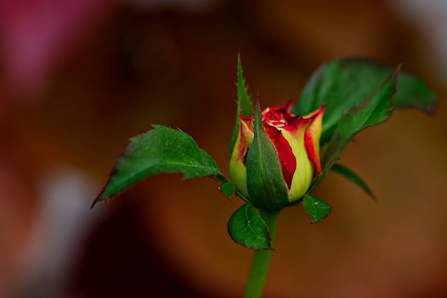 Free download rose bud flower plant rose free picture to be edited with GIMP free online image editor