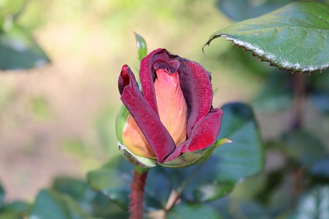 Free download rose bud pink crimson flower free picture to be edited with GIMP free online image editor