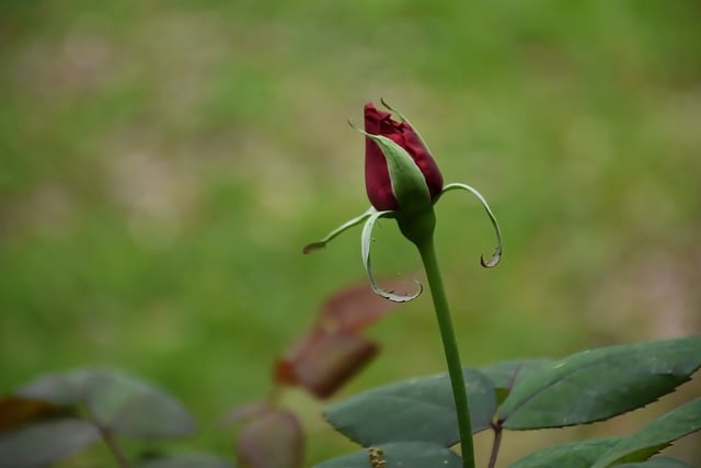 Free download rose bud red rose bud rose red rose free picture to be edited with GIMP free online image editor