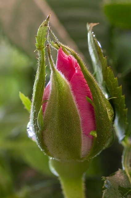 Free download Rose Bud Rosebud -  free photo or picture to be edited with GIMP online image editor