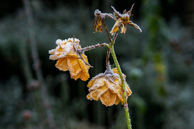 Free download rosebuds flower buds hoarfrost free picture to be edited with GIMP free online image editor