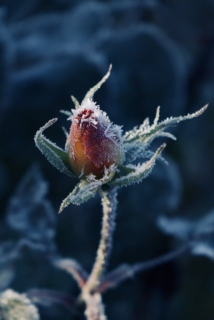 Free download rose bud sunrise winter snow free picture to be edited with GIMP free online image editor