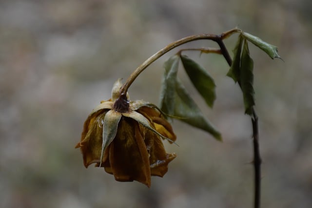 Free download rose dried rose withered rose free picture to be edited with GIMP free online image editor