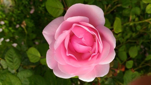 Free download Rose Fiore Pink -  free photo or picture to be edited with GIMP online image editor