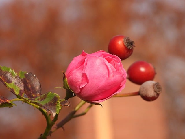 Free download rose flower bloom red pink green free picture to be edited with GIMP free online image editor