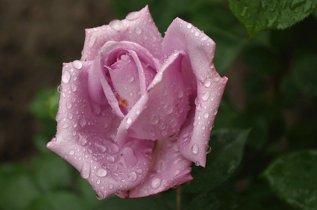 Free download Rose Flower Blooms At -  free photo or picture to be edited with GIMP online image editor