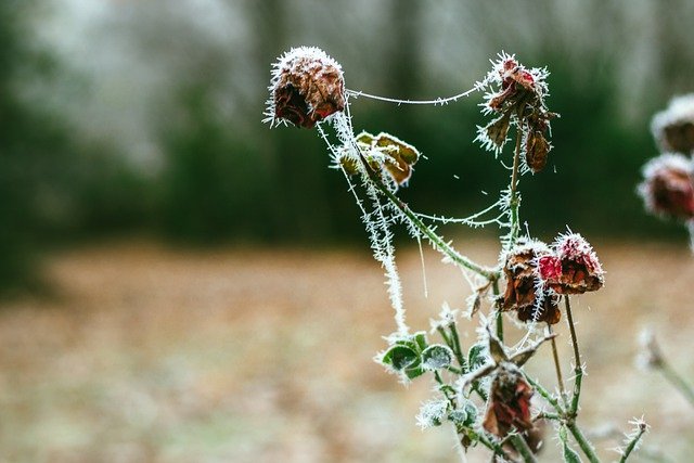 Free download rose flower ice winter frozen free picture to be edited with GIMP free online image editor