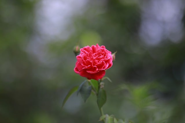 Free download rose flower petals bud stamen free picture to be edited with GIMP free online image editor