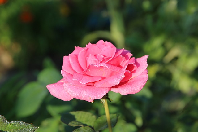 Free download rose flower pink rose nature free picture to be edited with GIMP free online image editor