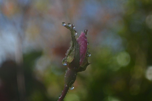 Free download rose flower plant bud petals free picture to be edited with GIMP free online image editor