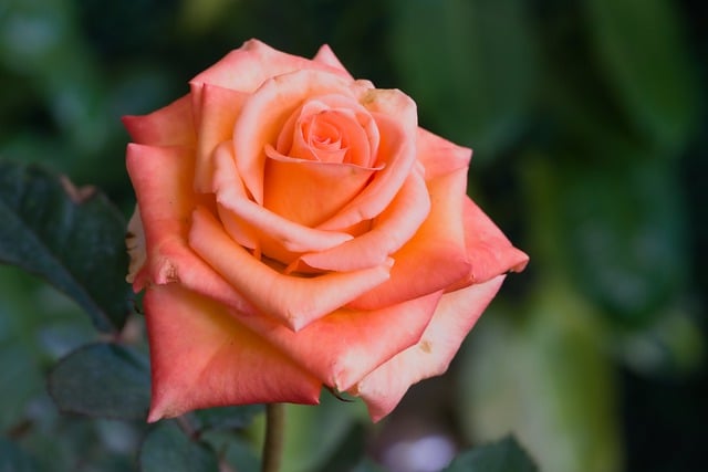 Free download rose flower plant orange flower free picture to be edited with GIMP free online image editor