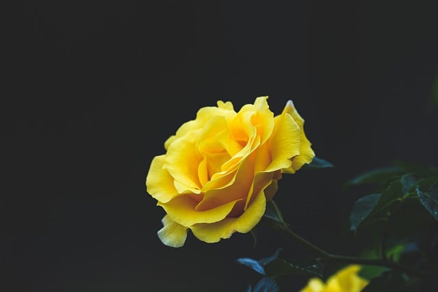 Free download rose flower plant yellow rose free picture to be edited with GIMP free online image editor