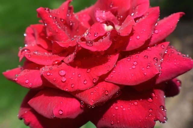 Free download rose flower rain drops wet free picture to be edited with GIMP free online image editor