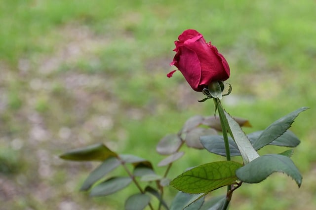 Free download rose flower red rose love symbol free picture to be edited with GIMP free online image editor