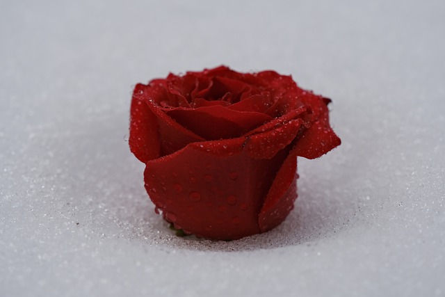 Free download rose flower snow winter frost ice free picture to be edited with GIMP free online image editor