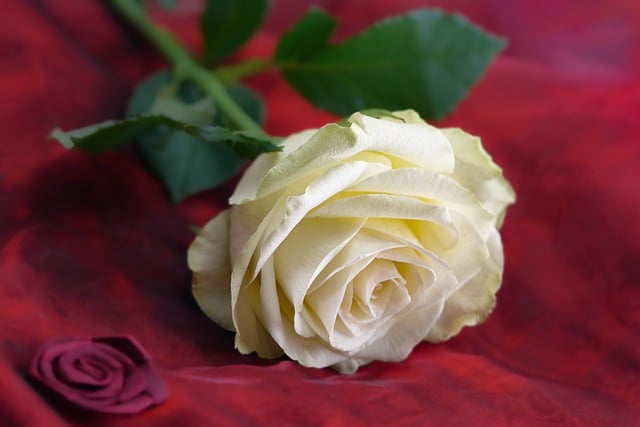 Free download rose flower valentine s day free picture to be edited with GIMP free online image editor