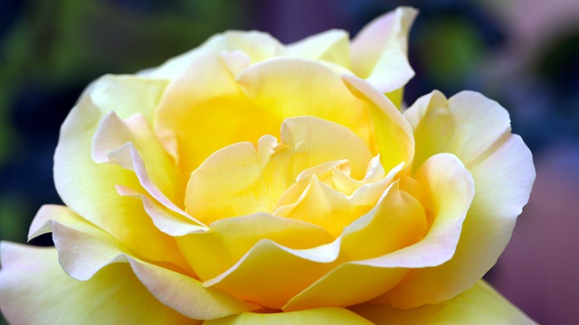 Free download rose flower yellow flower free picture to be edited with GIMP free online image editor