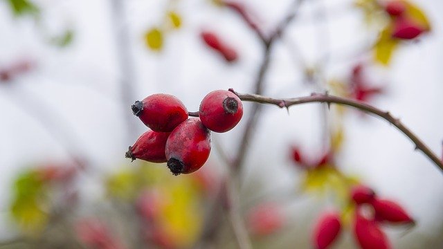 Free download Rose Fruit In The Fall -  free photo or picture to be edited with GIMP online image editor