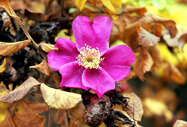 Free download Rose Hip Autumn Nature -  free photo or picture to be edited with GIMP online image editor