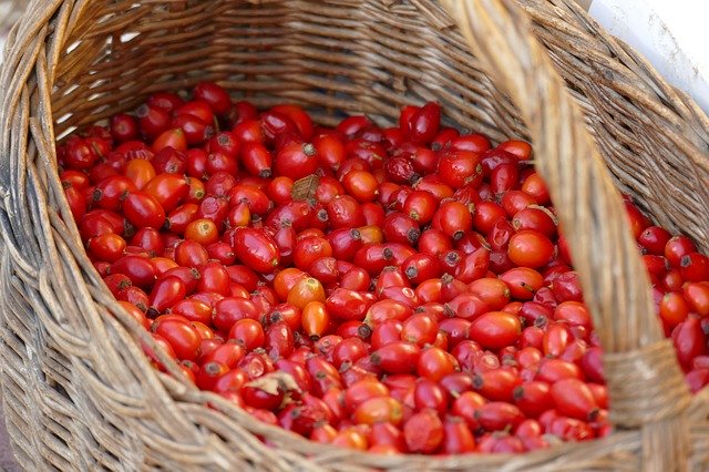 Free download Rose Hip Basket Red -  free photo or picture to be edited with GIMP online image editor