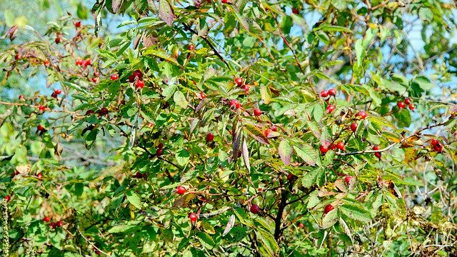 Free download Rose Hip Bush Berry -  free photo or picture to be edited with GIMP online image editor