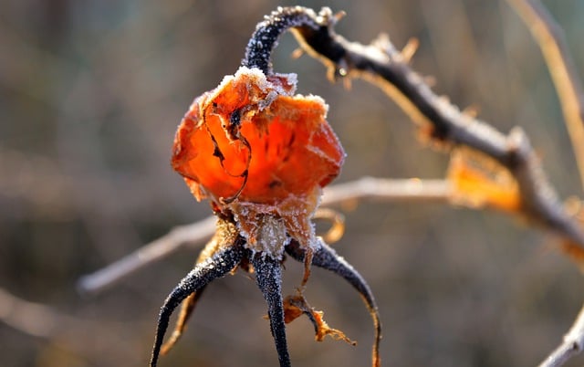 Free download rose hip fall winter frost icy free picture to be edited with GIMP free online image editor