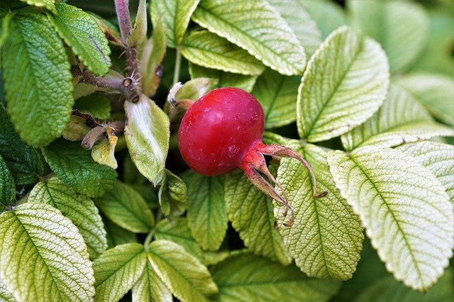 Free download Rose Hip Fruit Red Garden -  free photo or picture to be edited with GIMP online image editor