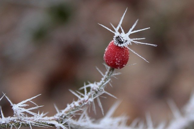 Free download Rose Hip Ripe Crystals -  free photo or picture to be edited with GIMP online image editor