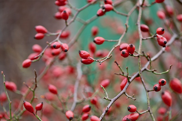 Free download rosehips aggregate fruits rose bush free picture to be edited with GIMP free online image editor