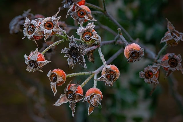 Free download rosehips berries winter fruits free picture to be edited with GIMP free online image editor