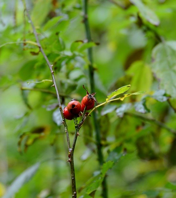 Free download Rosehips Fruits Branch -  free photo or picture to be edited with GIMP online image editor