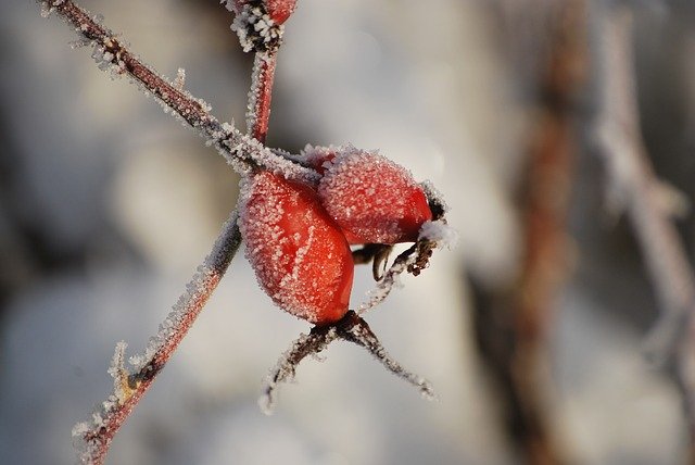 Téléchargement gratuit de Rose Hips Winter - photo ou image gratuite à éditer avec l'éditeur d'images en ligne GIMP