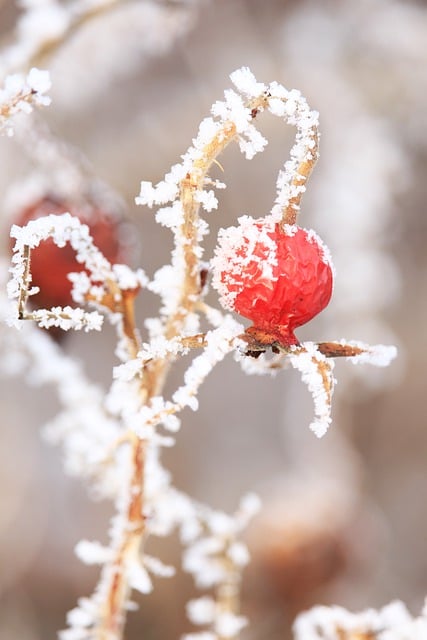 Free download rose hip winter snow nature season free picture to be edited with GIMP free online image editor