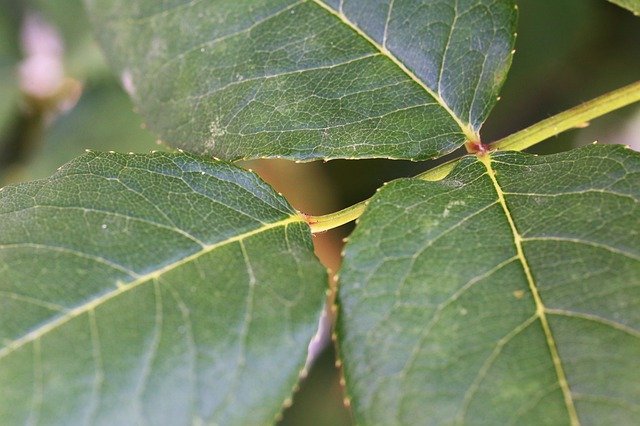 Free download Rose Leaves Green Branch -  free photo or picture to be edited with GIMP online image editor