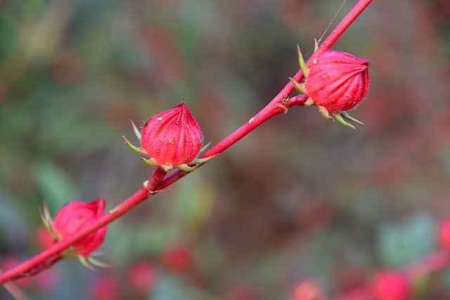 Free download roselle flowers buds red buds free picture to be edited with GIMP free online image editor