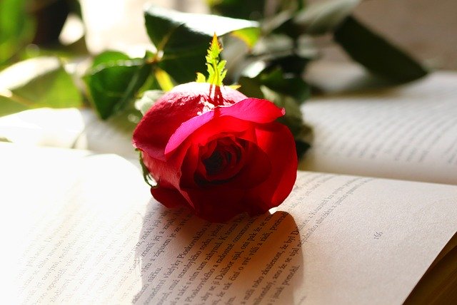 Free download Rose Love Romance -  free photo or picture to be edited with GIMP online image editor