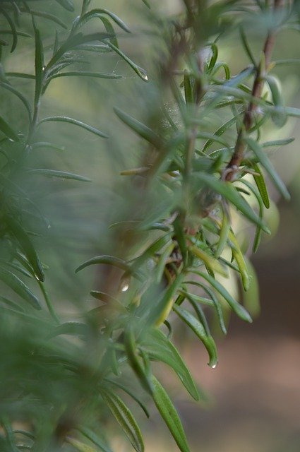 Free download Rosemary Drops Bush -  free photo or picture to be edited with GIMP online image editor