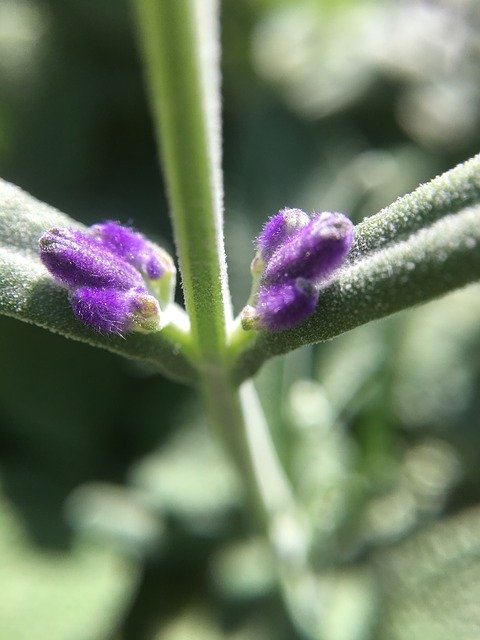 Free download Rosemary Flower Bud -  free photo or picture to be edited with GIMP online image editor