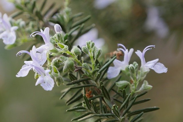 Free download Rosemary Flowers Hub -  free photo or picture to be edited with GIMP online image editor