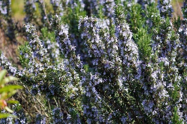 Free download rosemary flowers seasoning blossom free picture to be edited with GIMP free online image editor