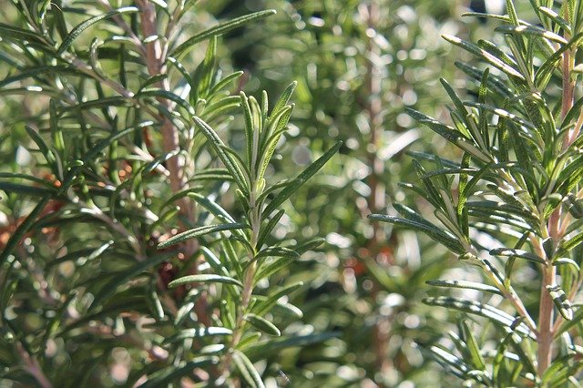 تنزيل مجاني لـ Rosemary Plant Herbs - صورة أو صورة مجانية لتحريرها باستخدام محرر الصور عبر الإنترنت GIMP