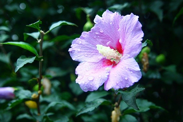 Free download Rose Of Sharon Flowers Plants -  free photo or picture to be edited with GIMP online image editor