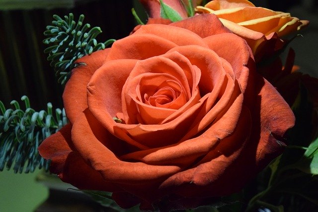 Free download Rose Orange -  free photo or picture to be edited with GIMP online image editor