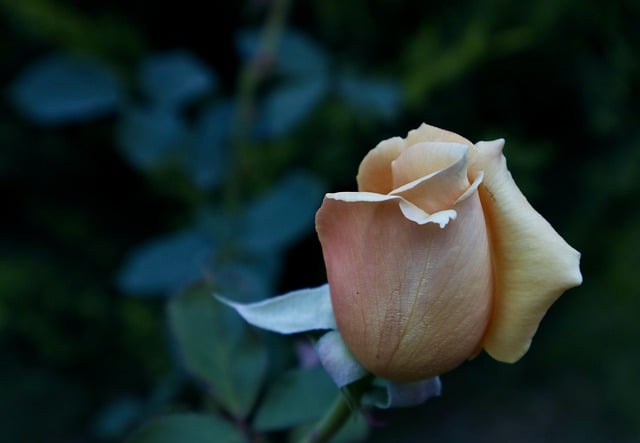 Free download rose orange rose rose branch free picture to be edited with GIMP free online image editor