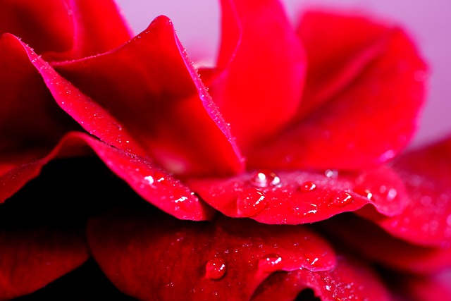 Free download rose petals drop of water nature free picture to be edited with GIMP free online image editor