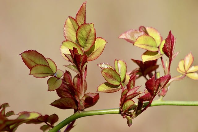 Free download rose petals shoots rose shoots free picture to be edited with GIMP free online image editor